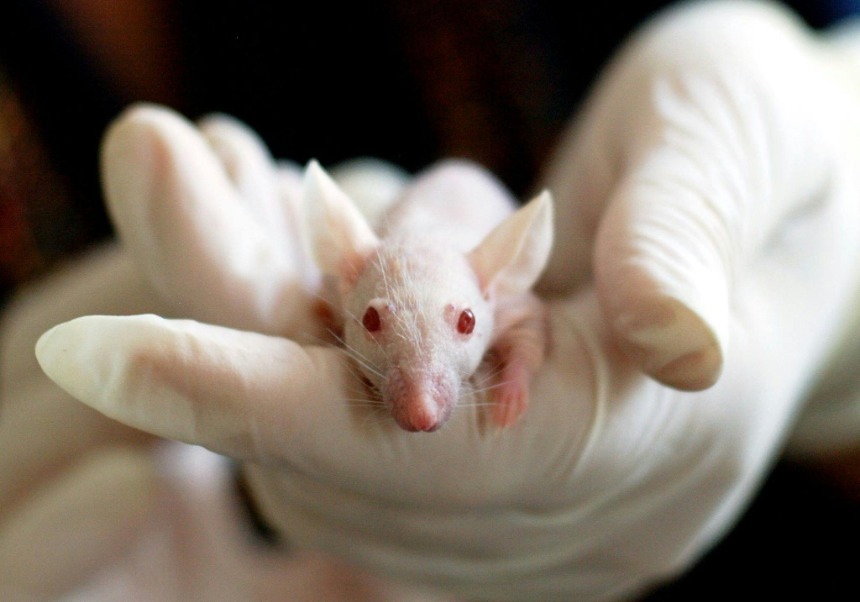 Unas manos con guantes sostienen un ratón blanco